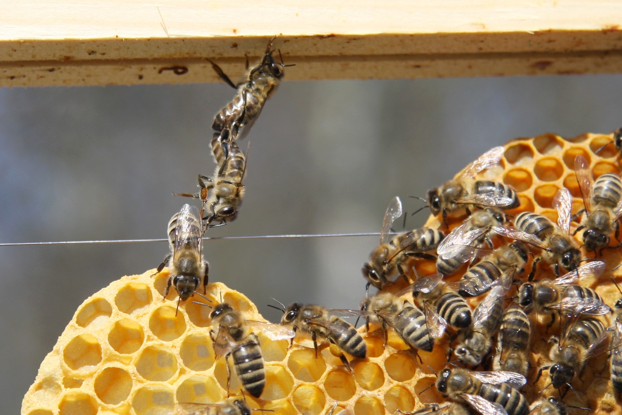 Read more about the article APiS Technology – Salvar abelhas com tecnologia portuguesa