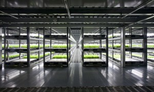 Read more about the article Vertical Farm: Tecnologia em cooperação com a agricultura