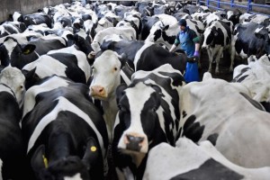 Read more about the article “Vacas inteligentes” são quase uma realidade